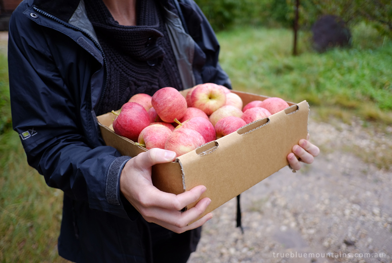 LoganBrae-apples