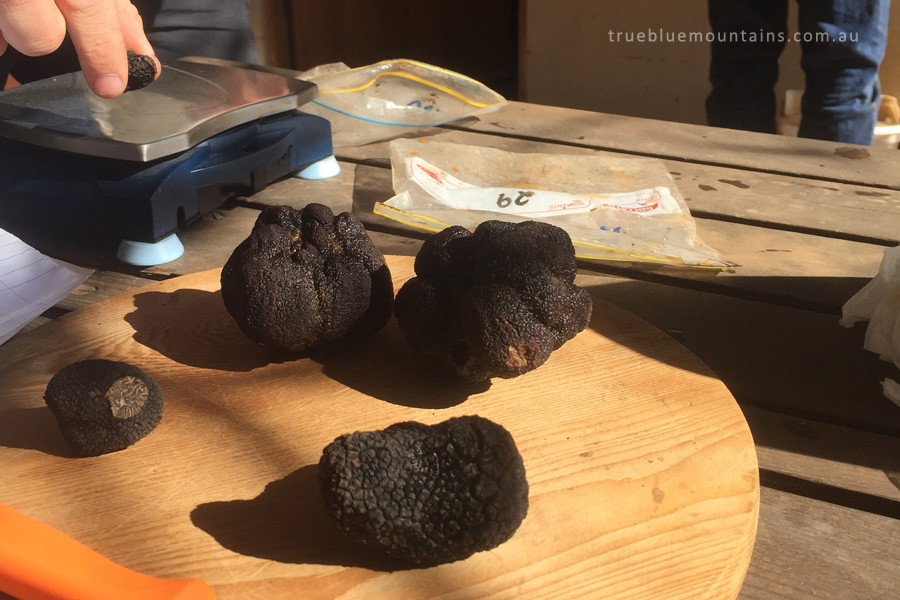 Lowes-Mount-Truffiere_truffles